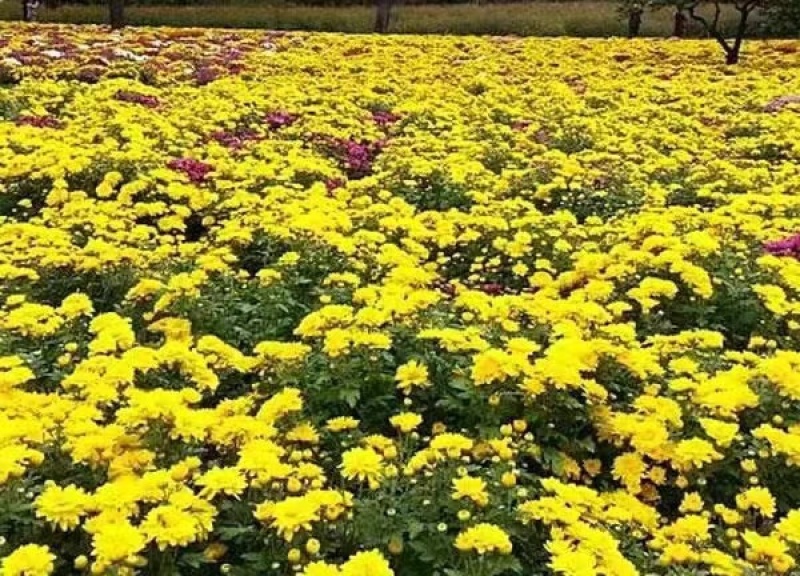 地被菊多种颜色百花齐放大量有货欢迎老板联系