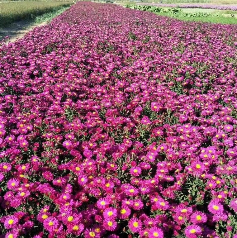 地被菊多种颜色百花齐放大量有货欢迎老板联系