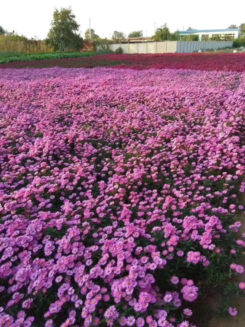 地被菊多种颜色百花齐放大量有货欢迎老板联系