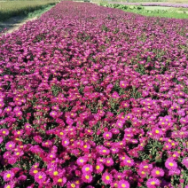 地被菊多种颜色百花齐放大量有货欢迎老板联系