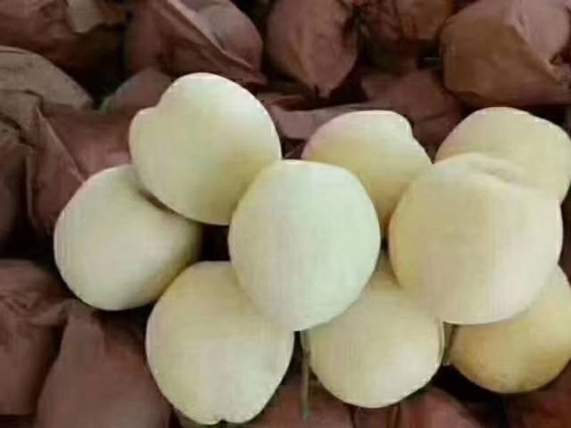 蒲城酥梨大量上市，皮薄面光，水大口感好