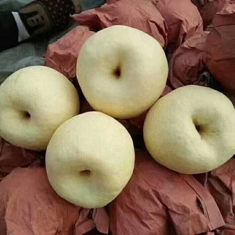 蒲城酥梨大量上市，皮薄面光，水大口感好