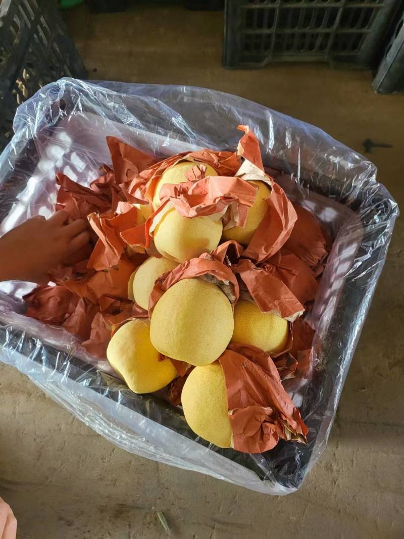 蒲城酥梨大量上市，皮薄面光，水大口感好