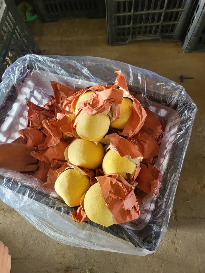 蒲城酥梨大量上市，皮薄面光，水大口感好