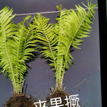 荚果蕨基地直供规格齐全常年发货欢迎老板看货联系