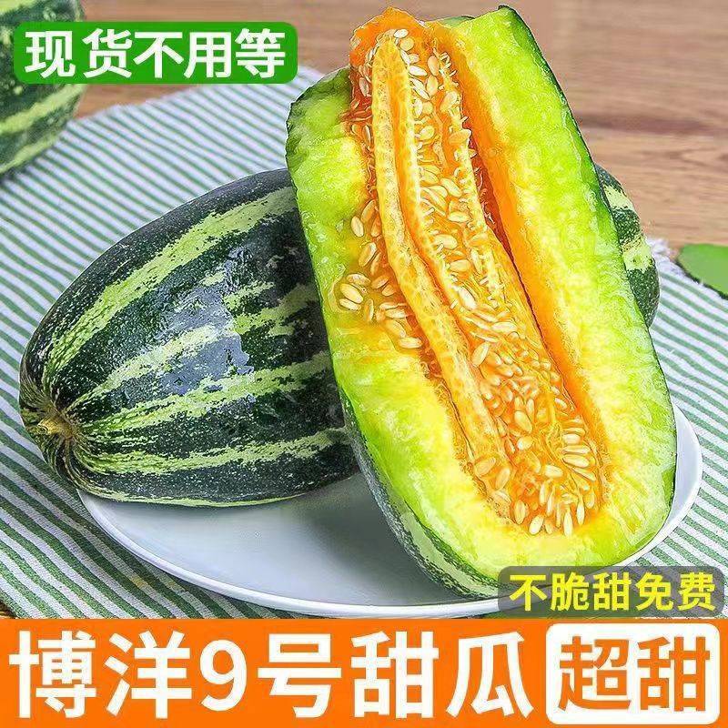 博洋九甜瓜绿肉脆甜头茬欢迎批发商商超对接电商一件代发