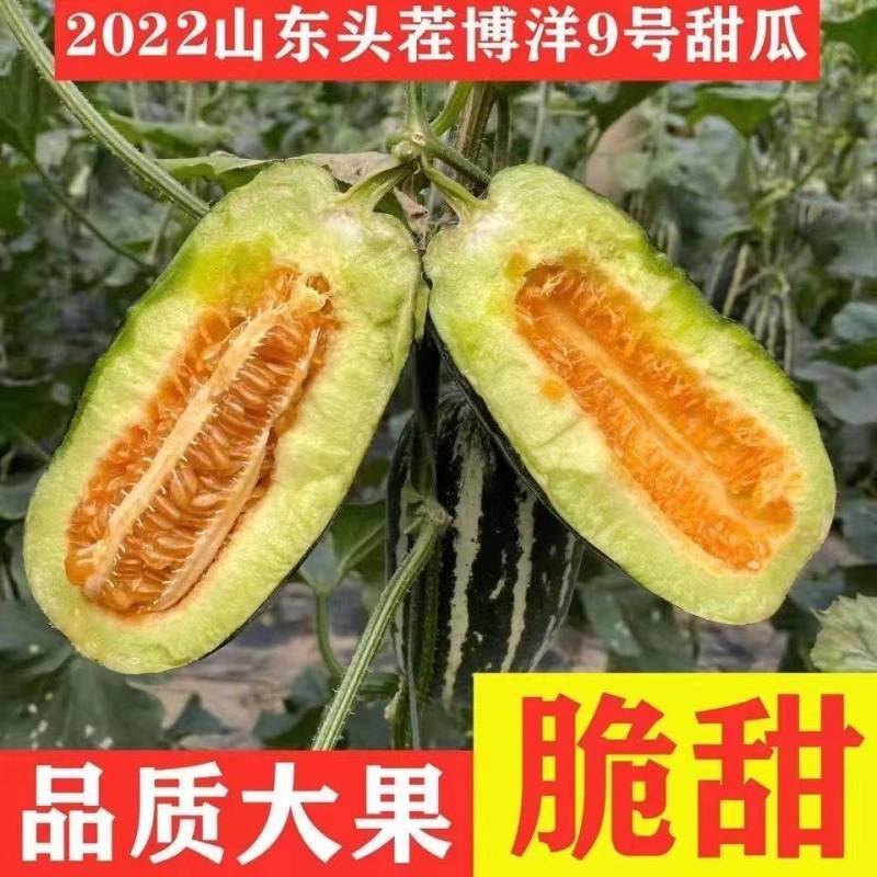 博洋九甜瓜绿肉脆甜头茬欢迎批发商商超对接电商一件代发