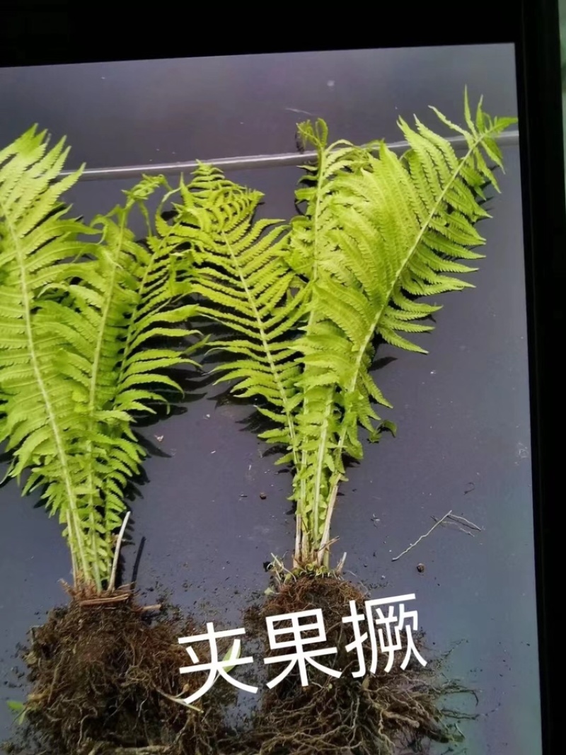 荚果蕨基地直供规格齐全常年发货欢迎老板看货联系