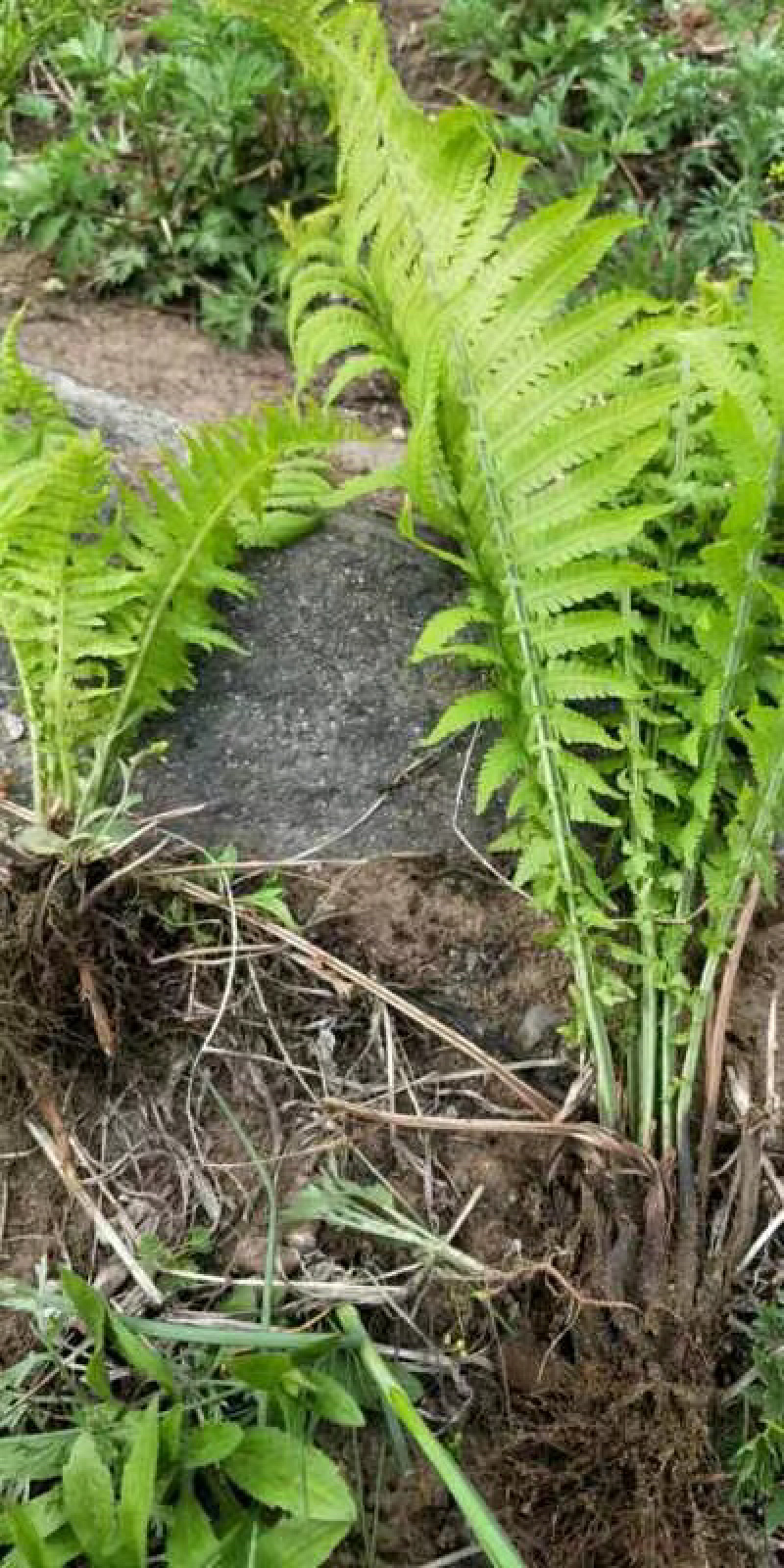 荚果蕨基地直供规格齐全常年发货欢迎老板看货联系