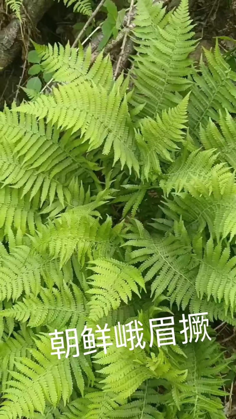 荚果蕨基地直供规格齐全常年发货欢迎老板看货联系