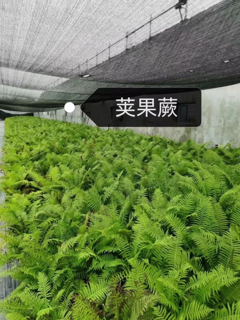 荚果蕨基地直供规格齐全常年发货欢迎老板看货联系