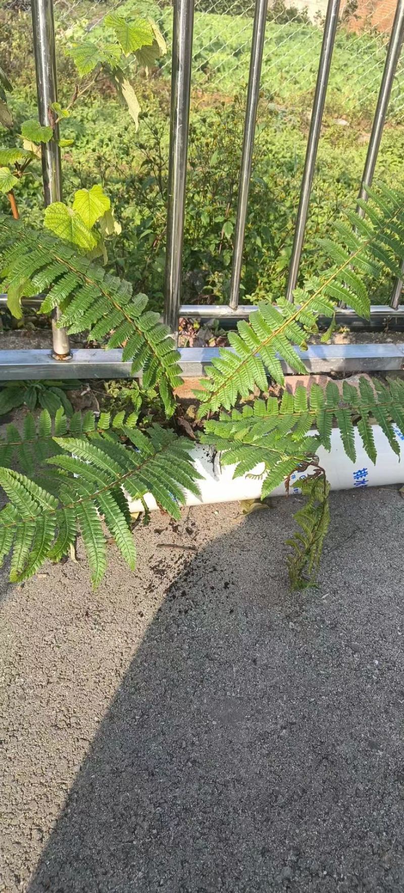 荚果蕨基地直供规格齐全常年发货欢迎老板看货联系