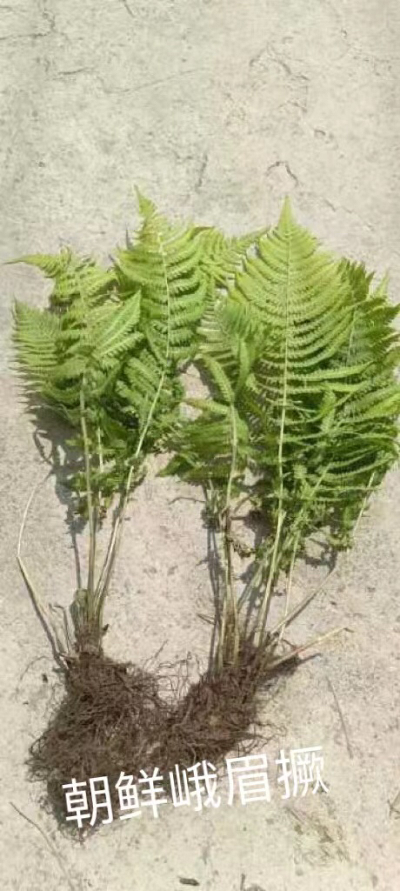 荚果蕨基地直供规格齐全常年发货欢迎老板看货联系