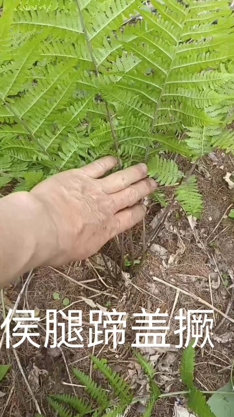 荚果蕨基地直供规格齐全常年发货欢迎老板看货联系