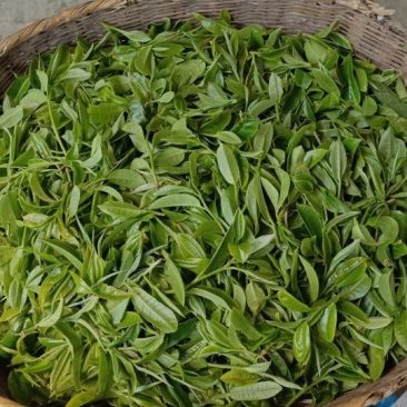 勐库河边寨茶大忠山茶