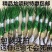 龙须树龙须铁龙须兰龙血树室内客厅大型盆栽绿植花卉净化空气