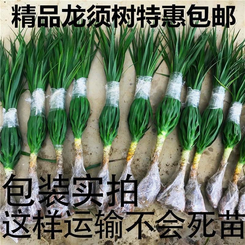 龙须树龙须铁龙须兰龙血树室内客厅大型盆栽绿植花卉净化空气