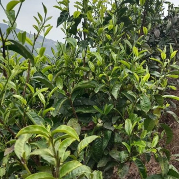 主打大忠山茶，河边寨茶，昔归茶，可以免费寄样品，品茶
