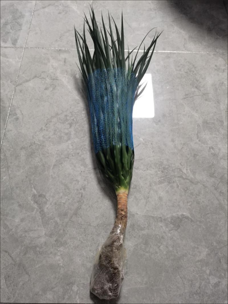 龙须树龙须铁龙须兰龙血树室内客厅大型盆栽绿植花卉净化空气