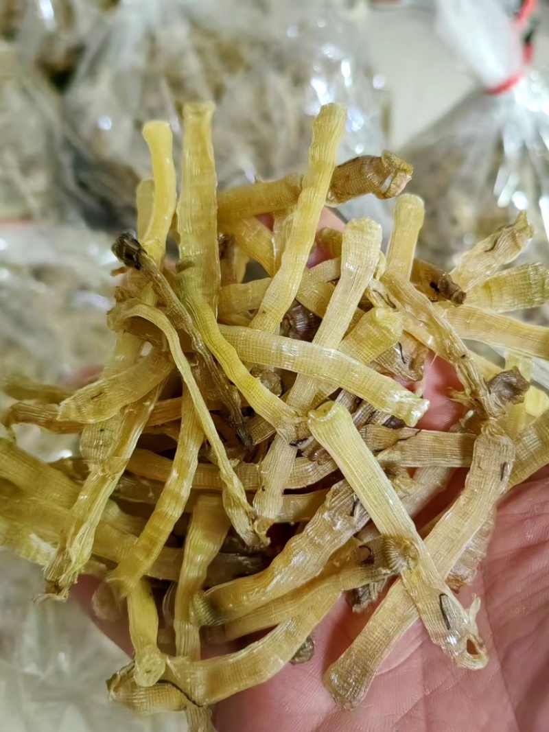 广西北海足干无沙小沙虫一手货源低价批发