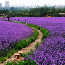 柳叶马鞭草种子多年生紫色花卉种孑四季播易种易活庭院景观花