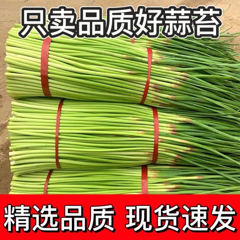 【牛商推荐】河南红帽蒜苔干苔不泡水全国代发一条龙服务