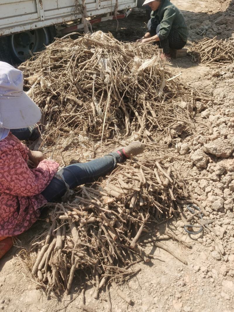 泡桐根大量供应，基地现挖，脱毒发货，成活率高