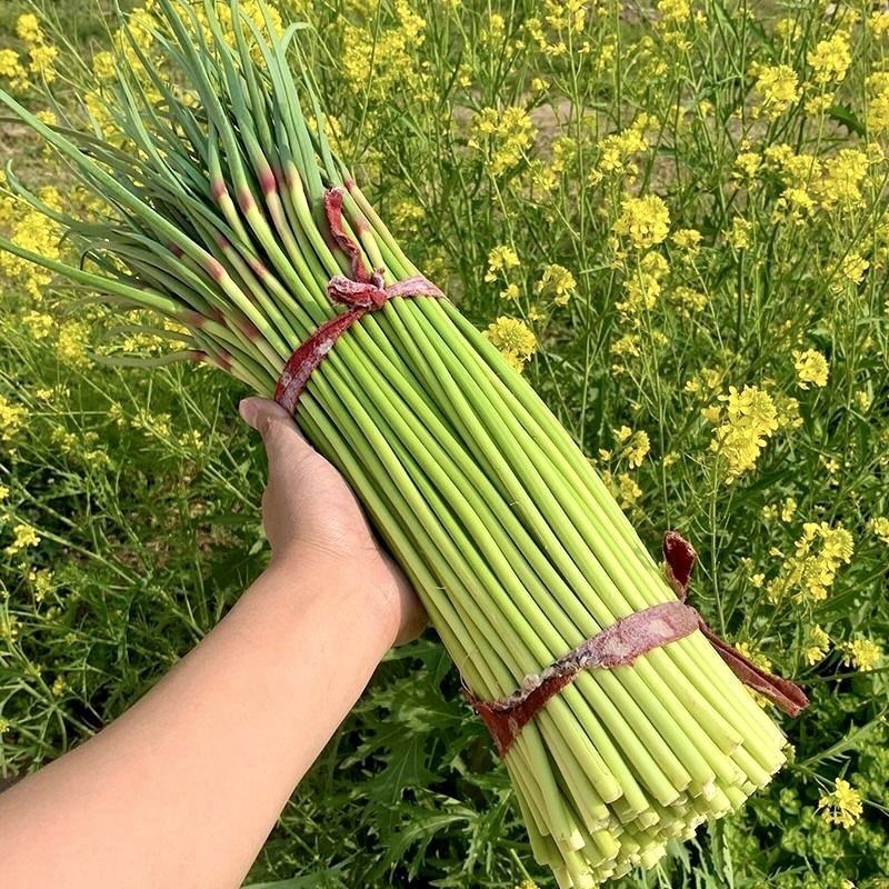 【牛商推荐】河南红帽蒜苔干苔不泡水全国代发一条龙服务