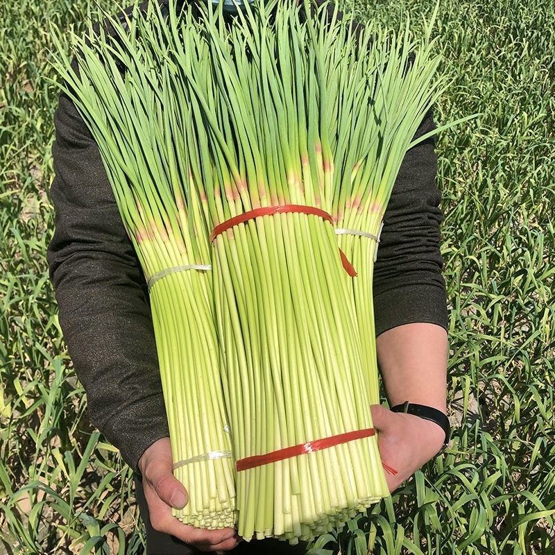 【牛商推荐】河南红帽蒜苔干苔不泡水全国代发一条龙服务