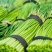 【牛商推荐】河南红帽蒜苔干苔不泡水全国代发一条龙服务