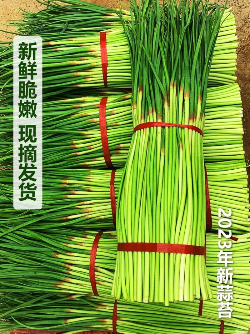 【牛商推荐】河南红帽蒜苔干苔不泡水全国代发一条龙服务