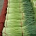 【牛商推荐】河南红帽蒜苔干苔不泡水全国代发一条龙服务