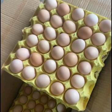 精品土鸡蛋
