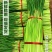 【精选】河南红帽蒜苔干苔不加水，全国代发一条龙服务