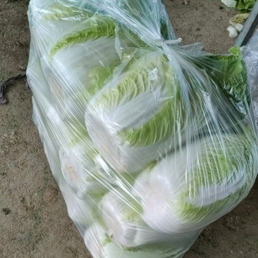 大白菜，价格便宜，需要的可以联系
