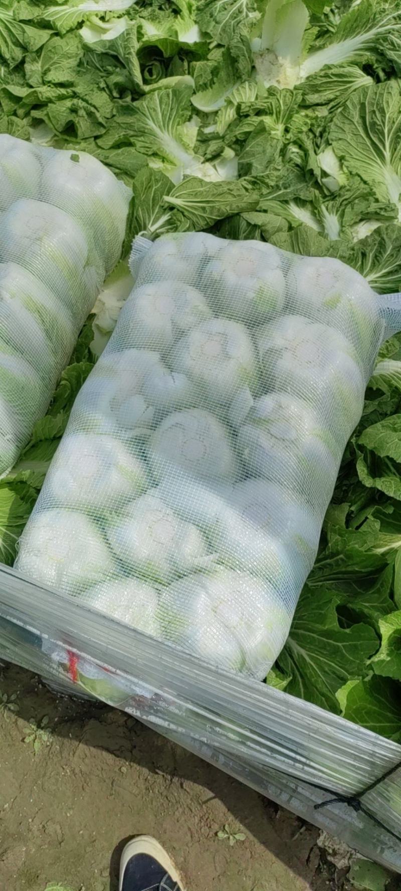 大白菜，价格便宜，需要的可以联系