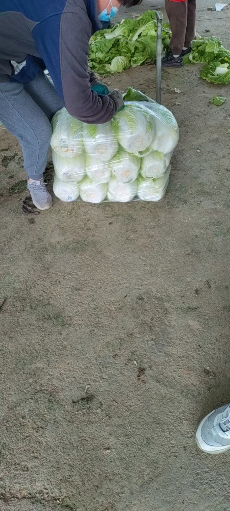 大白菜，价格便宜，需要的可以联系