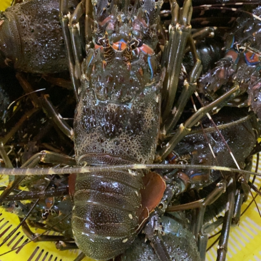 青龙