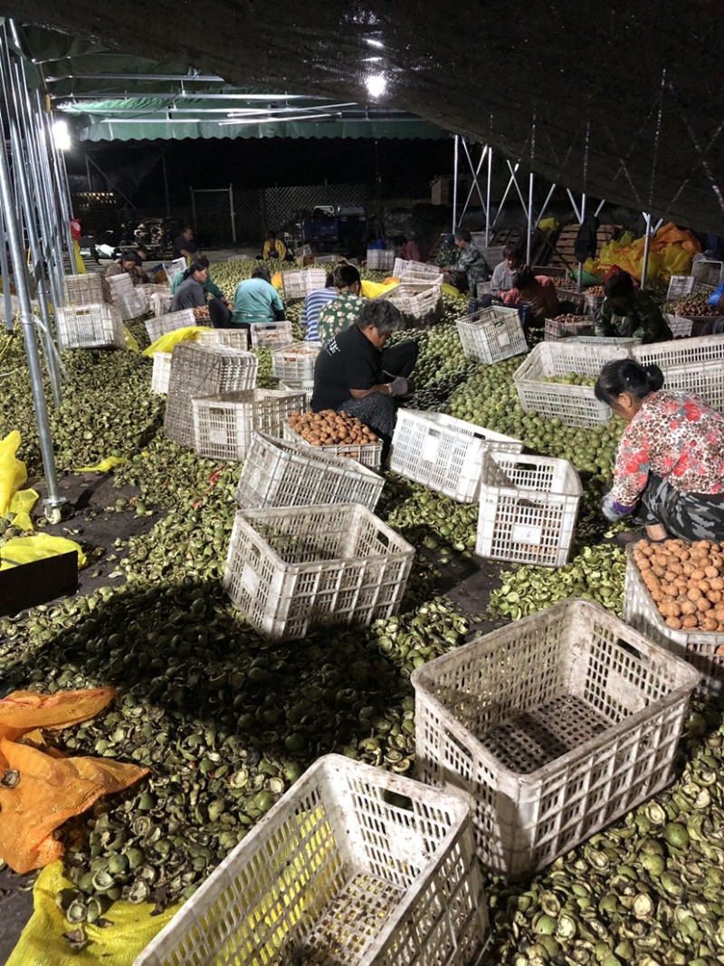 新疆幸福核桃