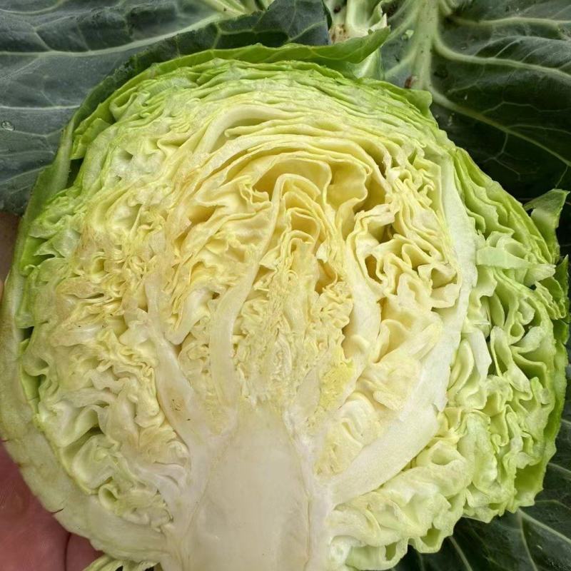 绿甘蓝产地大量销售中，价格便宜，质量好，电商商超对接