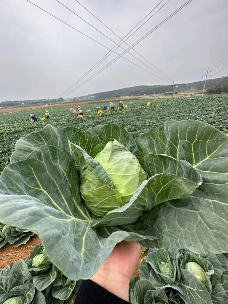 绿甘蓝产地大量销售中，价格便宜，质量好，电商商超对接