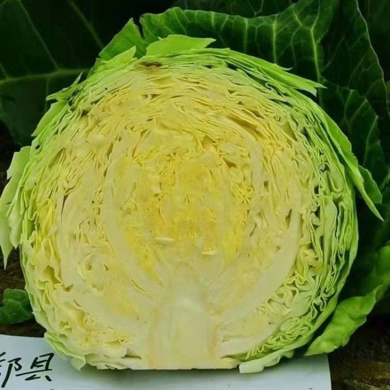 绿甘蓝产地大量销售中，价格便宜，质量好，电商商超对接
