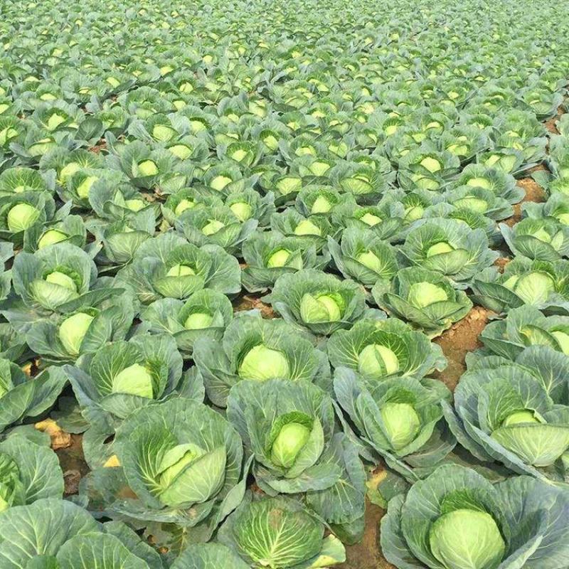 绿甘蓝产地大量销售中，价格便宜，质量好，电商商超对接