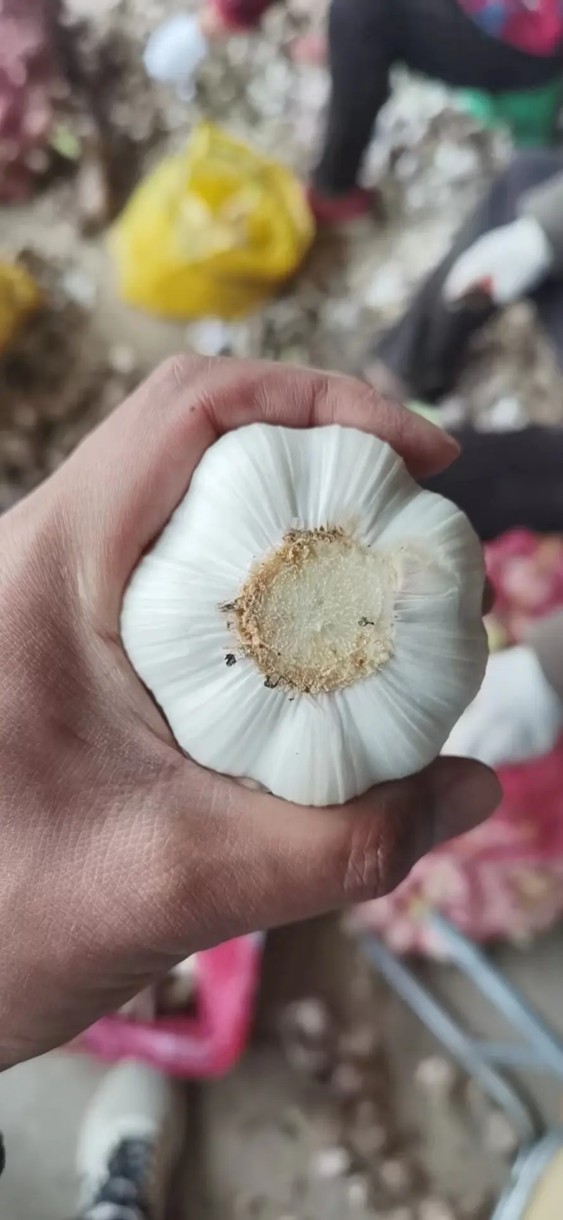 【精选】河南紫皮蒜基地直供一条龙服务欢迎来电