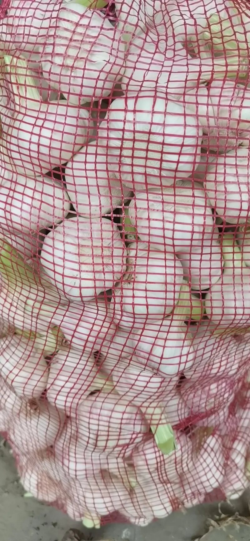 【精选】河南紫皮蒜基地直供一条龙服务欢迎来电