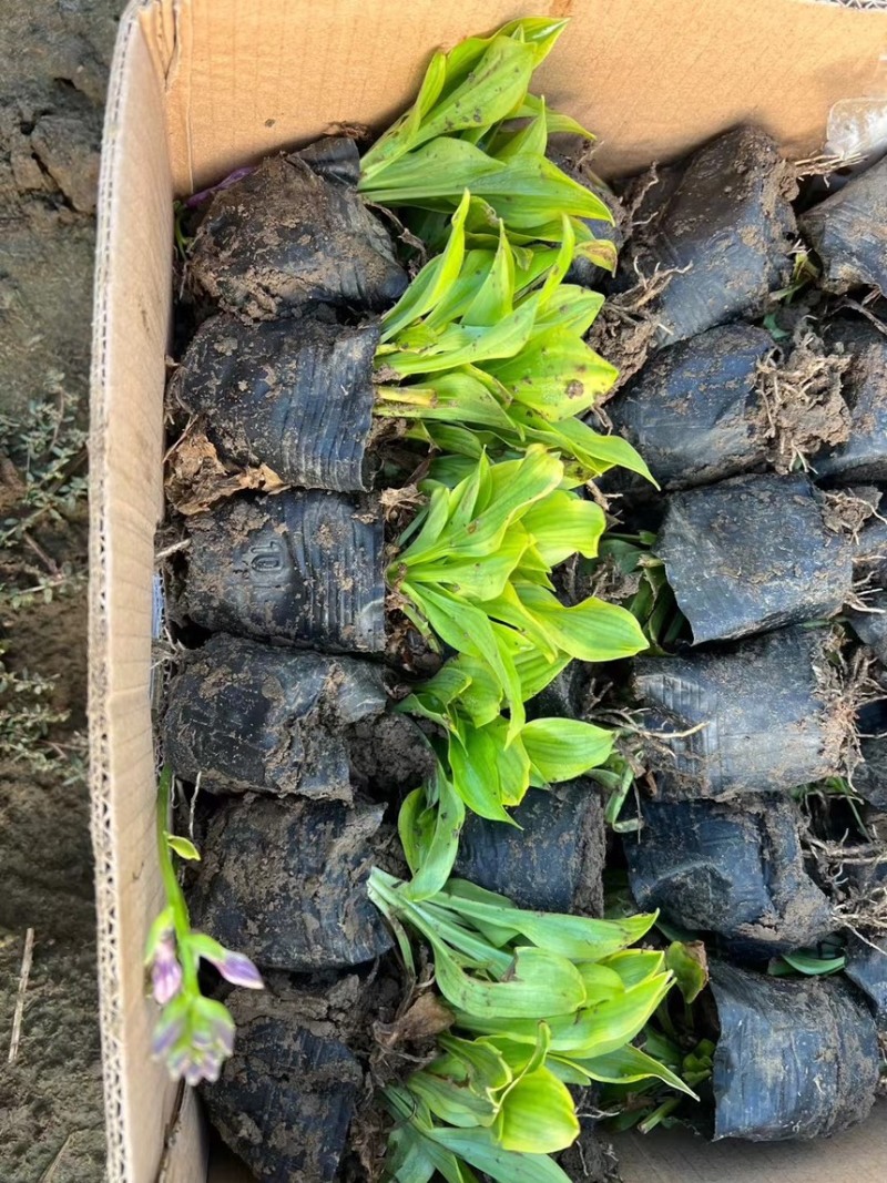 金边玉簪，耐寒花草，一首货源价格优惠