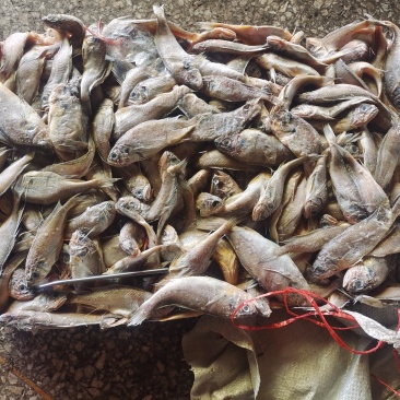 小黄花鱼船冻陆冻螃蟹龙虾，黄鳝，黑鱼养殖饲料鱼