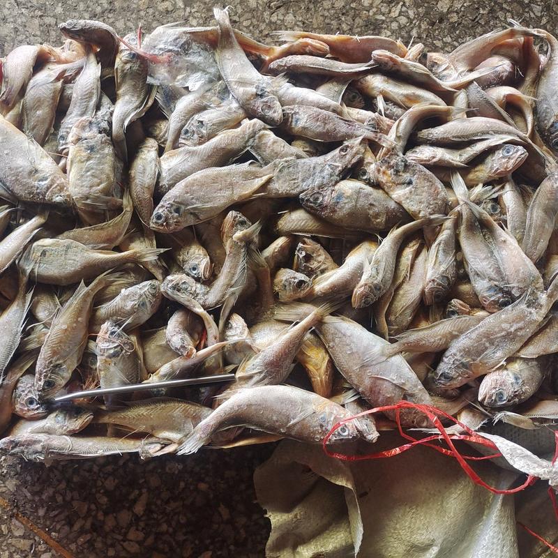 小黄花鱼船冻陆冻螃蟹龙虾，黄鳝，黑鱼养殖饲料鱼