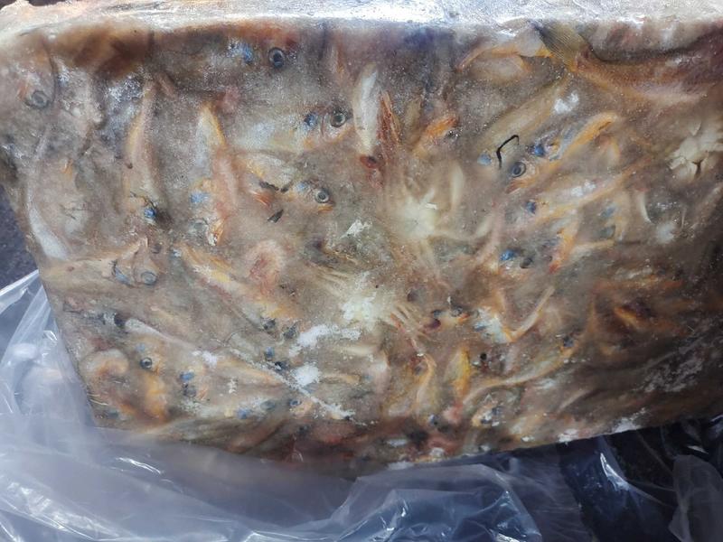 小黄花鱼船冻陆冻螃蟹龙虾，黄鳝，黑鱼养殖饲料鱼