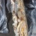 小黄花鱼船冻陆冻螃蟹龙虾，黄鳝，黑鱼养殖饲料鱼